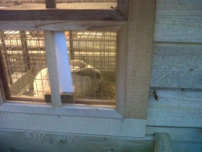 Champagne D'Argent Rabbits: Part II Image